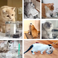 Cat Water Fountain