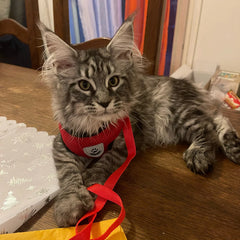 Cat Adjustable Harness Vest