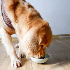 Pet   Stubborn slow food bowl