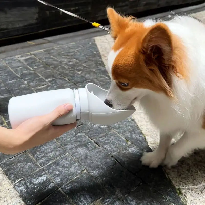 Dogs Drinking Water Dispenser